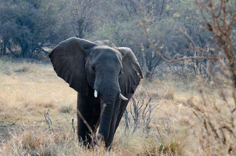 Elefante - parque nacional de Bwatwata - Namibia 3.jpg